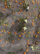 Pumpkin harvest prepared for Halloween