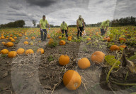 Pumpkin harvest prepared for Halloween