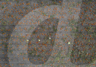 Pumpkin harvest prepared for Halloween