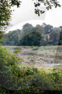 River Tamar allowed to flood farmland to help wildlife and climate. Project to reverse Victorian-era reclamation creates rich, marshy land that can lock in carbon.