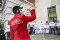 Foxhound body director ‘encouraged’ illegal fox hunts, court hears.