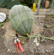 FEATURE - Dicke Dinger: Riesen-Kürbisse auf der Malvern Show