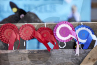 The annual Masham sheep fair was started 30 years ago to celebrate the North Yorkshire town’s rich heritage. It is held in one of the largest market squares in England, where in the past more than 70,000 sheep a year were traded