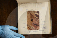 ‘Prickles down the neck’: project reveals unsung female heroes of Sutton Hoo dig
Barbara Wagstaff and Mercie Lack’s photographs of 1939 excavation left in plastic bag at National Trust