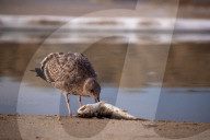 NEWS - Ölverschmutzung am Strand in Huntington Beach, Kalifornien