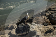 Huntington Beach oil spill blackens beaches and waves.
