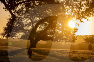 Sunrise in Richmond Park London.