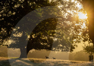 Sunrise in Richmond Park London.