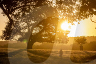 Sunrise in Richmond Park London.