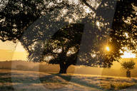 Sunrise in Richmond Park London.