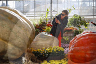RUSSIA-MOSCOW-GIANT PUMPKIN