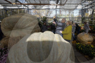 RUSSIA-MOSCOW-GIANT PUMPKIN