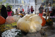 RUSSIA-MOSCOW-GIANT PUMPKIN