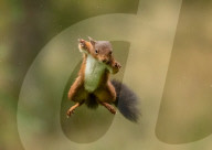 FEATURE - Ein rotes Eichhörnchen zeigt seine Sprungkraft