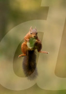 FEATURE - Ein rotes Eichhörnchen zeigt seine Sprungkraft
