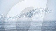 FEATURE - Seevögel zeichnen Figuren in den Himmel: Schwarmbildung an der britischen Ostküste nahe Snettisham