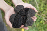 Down in the woods with top truffle dealer Ö and his dog