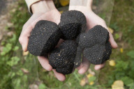 Down in the woods with top truffle dealer Ö and his dog