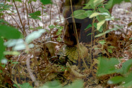 John Rucker and his dogs battle extreme weather, snakes and tough terrain to track turtles as their habitat is increasingly under threat.