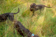 John Rucker and his dogs battle extreme weather, snakes and tough terrain to track turtles as their habitat is increasingly under threat.