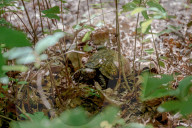 John Rucker and his dogs battle extreme weather, snakes and tough terrain to track turtles as their habitat is increasingly under threat.
