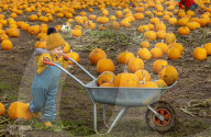 FEATURE - Selber ernten: Kürbisfarm bei Balgone Pumpkins in North Berwick