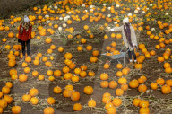FEATURE - Selber ernten: Kürbisfarm bei Balgone Pumpkins in North Berwick