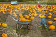 FEATURE - Selber ernten: Kürbisfarm bei Balgone Pumpkins in North Berwick