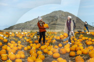 FEATURE - Selber ernten: Kürbisfarm bei Balgone Pumpkins in North Berwick