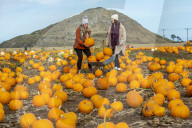FEATURE - Selber ernten: Kürbisfarm bei Balgone Pumpkins in North Berwick