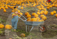 FEATURE - Selber ernten: Kürbisfarm bei Balgone Pumpkins in North Berwick