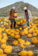 FEATURE - Selber ernten: Kürbisfarm bei Balgone Pumpkins in North Berwick