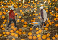 FEATURE - Selber ernten: Kürbisfarm bei Balgone Pumpkins in North Berwick