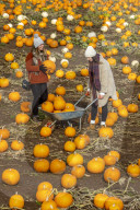 FEATURE - Selber ernten: Kürbisfarm bei Balgone Pumpkins in North Berwick