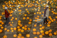 FEATURE - Selber ernten: Kürbisfarm bei Balgone Pumpkins in North Berwick