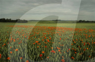 Following the trench warfare in the poppy fields of Flanders, Belgium during World War I, poppies have become a symbol of remembrance of soldiers who have died during wartime.