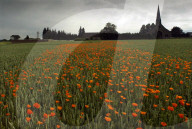 Following the trench warfare in the poppy fields of Flanders, Belgium during World War I, poppies have become a symbol of remembrance of soldiers who have died during wartime.
