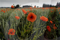 Following the trench warfare in the poppy fields of Flanders, Belgium during World War I, poppies have become a symbol of remembrance of soldiers who have died during wartime.