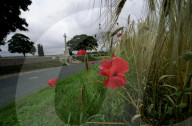 Following the trench warfare in the poppy fields of Flanders, Belgium during World War I, poppies have become a symbol of remembrance of soldiers who have died during wartime.
