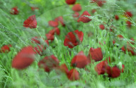 Following the trench warfare in the poppy fields of Flanders, Belgium during World War I, poppies have become a symbol of remembrance of soldiers who have died during wartime.