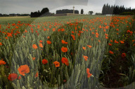 Following the trench warfare in the poppy fields of Flanders, Belgium during World War I, poppies have become a symbol of remembrance of soldiers who have died during wartime.