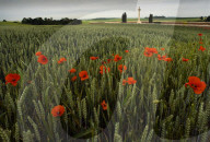 Following the trench warfare in the poppy fields of Flanders, Belgium during World War I, poppies have become a symbol of remembrance of soldiers who have died during wartime.
