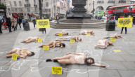 Protestors lie ‘dead’ in meat industry ‘crime scene’ on world vegan day, Piccadilly Circus, London, UK.