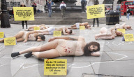 Protestors lie ‘dead’ in meat industry ‘crime scene’ on world vegan day, Piccadilly Circus, London, UK.
