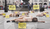 Protestors lie ‘dead’ in meat industry ‘crime scene’ on world vegan day, Piccadilly Circus, London, UK.