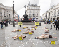 Protestors lie ‘dead’ in meat industry ‘crime scene’ on world vegan day, Piccadilly Circus, London, UK.