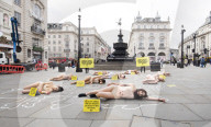 Protestors lie ‘dead’ in meat industry ‘crime scene’ on world vegan day, Piccadilly Circus, London, UK.