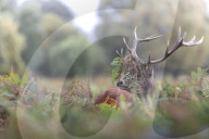 FEATURE - Tarnen und täuschen: Ein Hirsch im Londoner Bushy Park trägt reichlich Farnkraut im Geweih