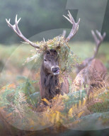 FEATURE - Tarnen und täuschen: Ein Hirsch im Londoner Bushy Park trägt reichlich Farnkraut im Geweih