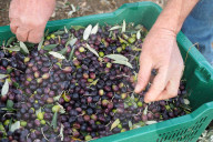 FEATURE -  Olivenernte in der Toskana